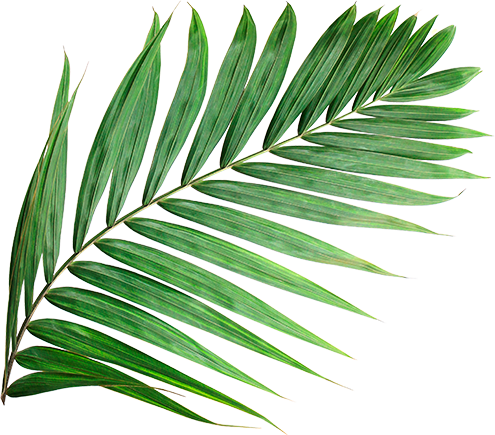 Decoración de palmera - Rama tropical entre secciones